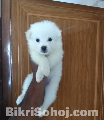 German Spiz Dog Pappy